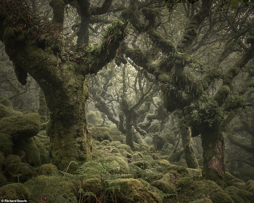 England - or Middle-earth? Photographer Richard Searle captures magical ancient woodlands 1