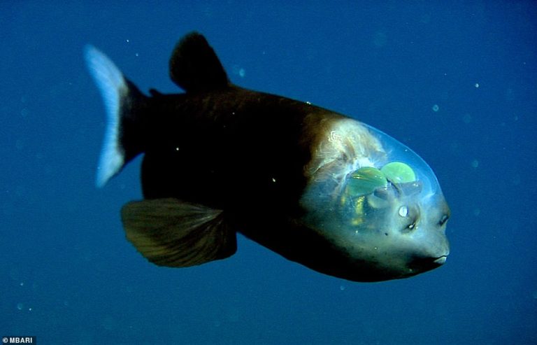 Alien-like fish with a translucent head that exposes its green eyes is spotted near California