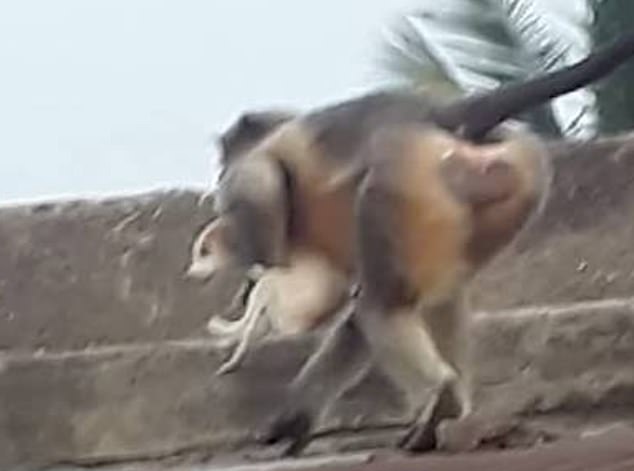 Enraged monkeys kill 250 DOGS by throwing them from heights in India 1