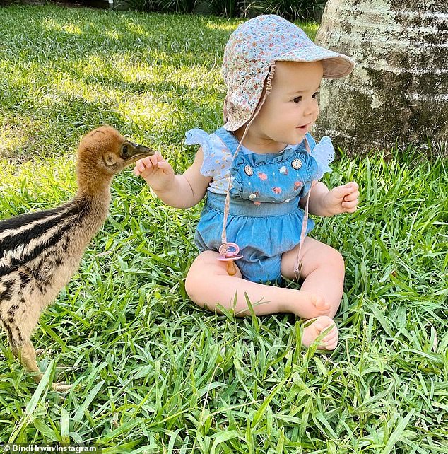 Bindi Irwin’s daughter Grace, eight months, meets a cassowary chick