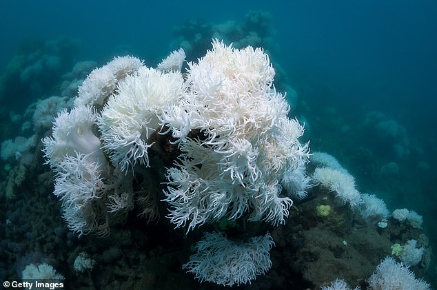 Great Barrier Reef corals face a mass bleaching event in January, experts warn 