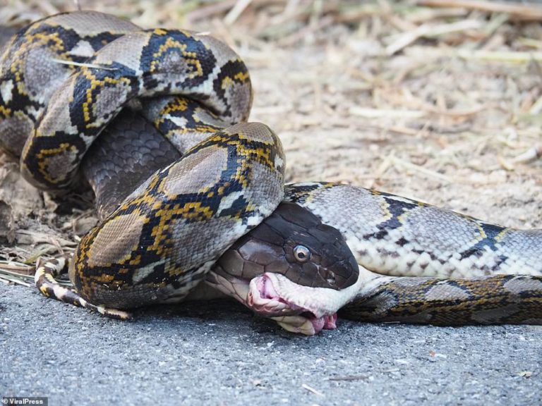 Cobra fights its way out of python’s death grip and kills it in brutal fight to the finish 