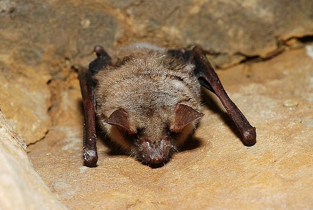 Britain's 'loneliest' bat is found living in a cave amid fears its species was extinct 1