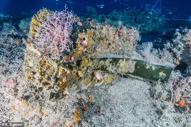 More than 100 animal species are found living on ruins of a 2,000-year-old warship near Sicily