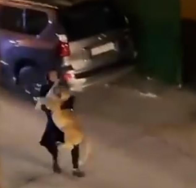 Woman is filmed carrying her pet LION through the streets after the young animal escaped in Kuwait 