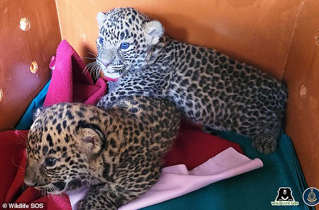 Sweet moment leopard cubs that got lost in a sugarcane field are found by their mother [video]
