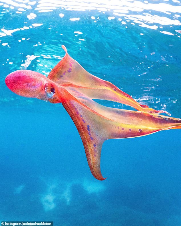 Rare 'rainbow-hued' blanket octopus tis spotted twirling through the Great Barrier Reef 1