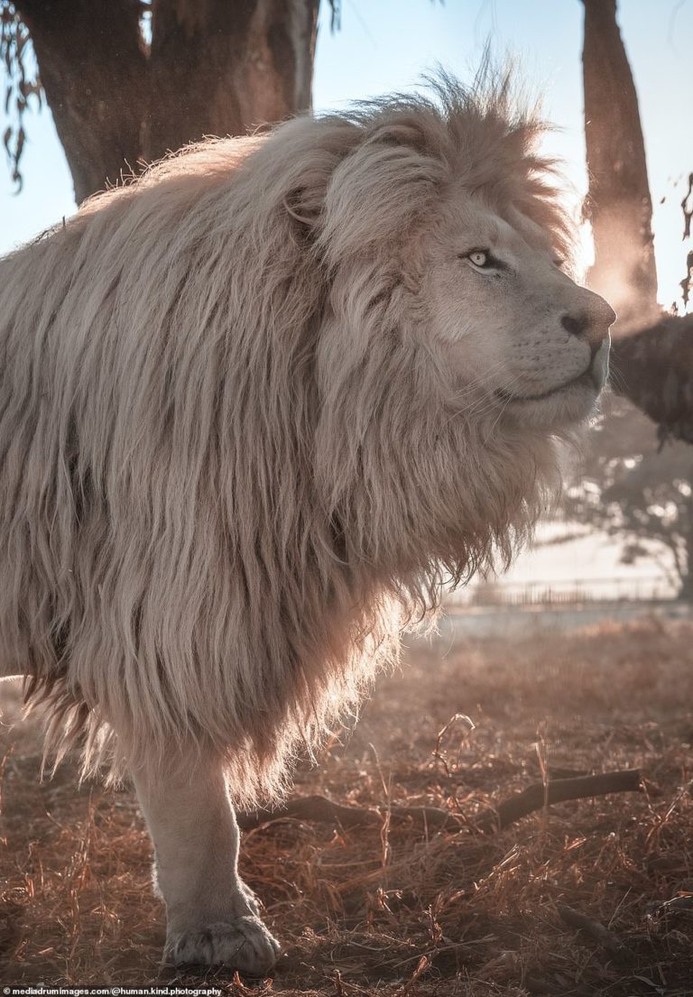 Majestic white lion with immaculate head of hair is a hit at South African wildlife sanctuary 