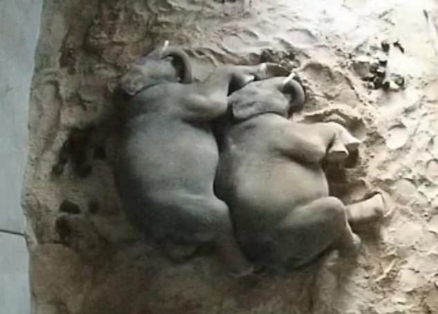 Elephant brothers filmed cuddling as they sleep at Sydney Zoo [Video]