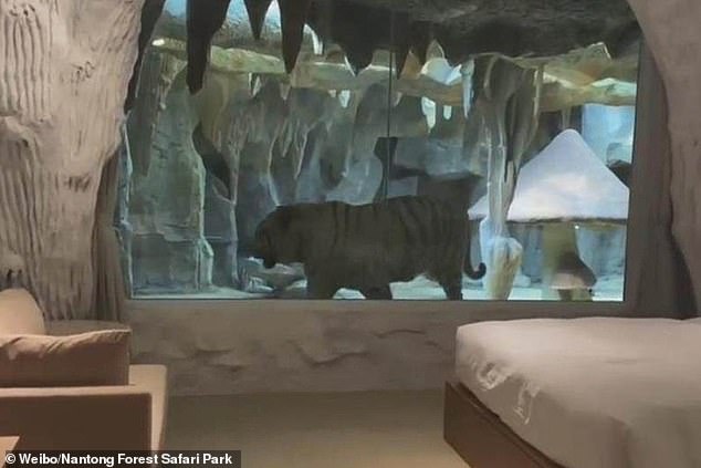 China orders hotel to shut room displaying a live TIGER behind reinforced glass 