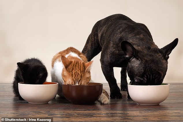 Online pet food firm PetLab may sell for £100m