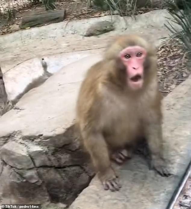 VIDEO: Monkey fools monkey in Mexican Zoo