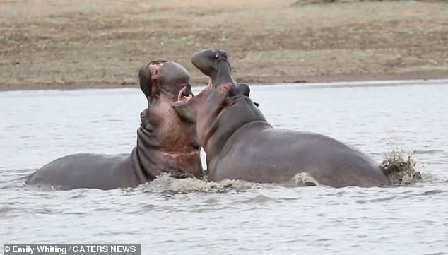 VIDEO: Two hippos fight in a South African river