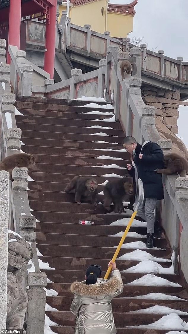 Five monkeys mob a tourist before being chased off by a spade-wielding woman in China [Video]