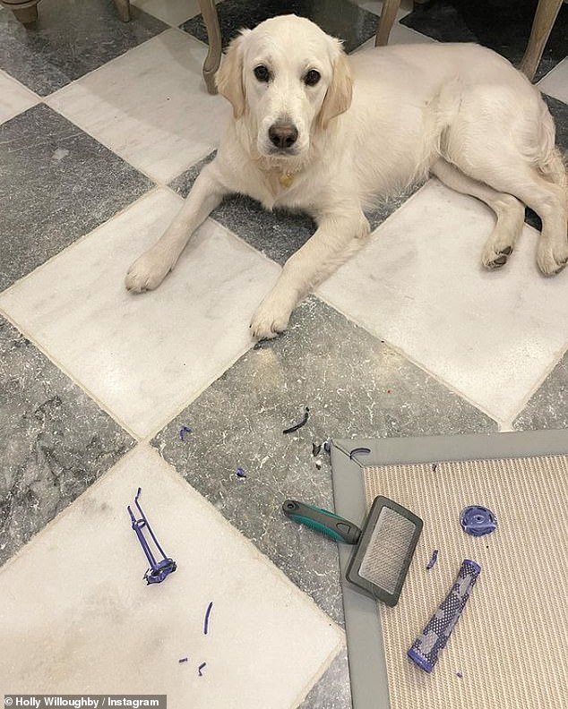 Holly Willoughby left shocked after her puppy Bailey ‘ATE’ her Dyson vacuum cleaner