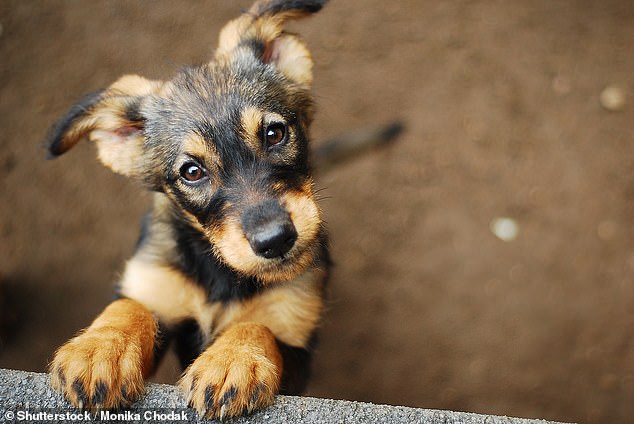Dog thefts in England and Wales hit record levels with 1,882 reported in 2021 – 25% more than 2020