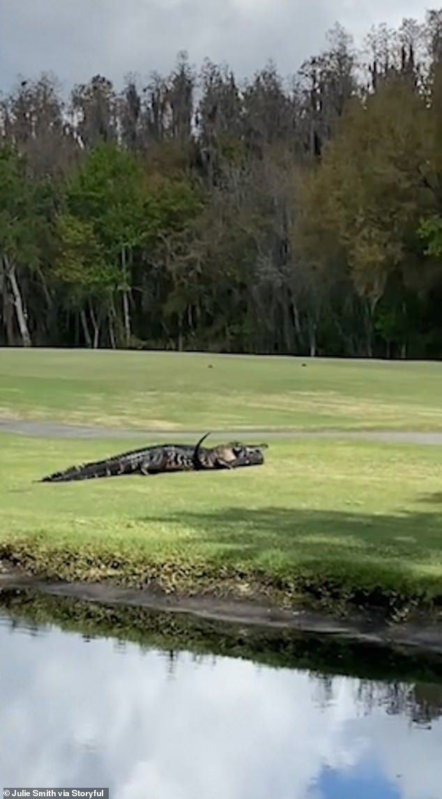 Massive 20ft alligator is caught on camera ‘eating’ smaller love rival on a Florida lawn [VIDEO]