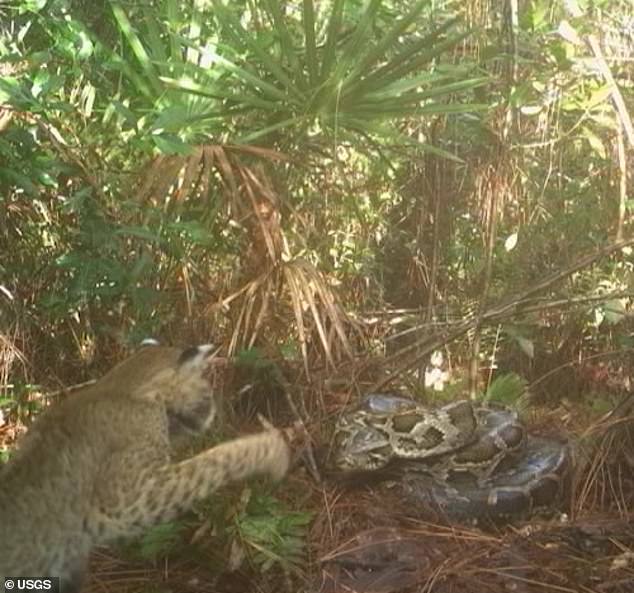 Video captures bobcat raiding the nest of an invasive 14-foot Burmese python for eggs in FL
