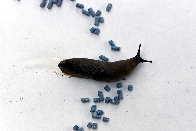 Slug pellets are outlawed from today… so gardeners are advised to kill them with BEER instead 