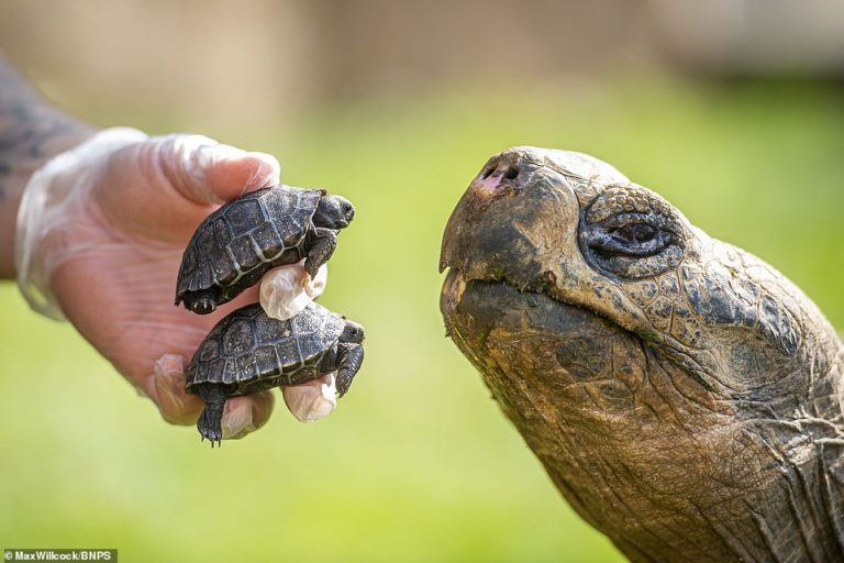 Two adorable Giant Galapagos tortoises are born at a British zoo for the first time
