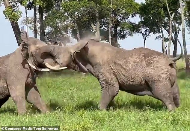 Two six-tonne bull elephants noisily lock tusks as they battle for supremacy in Masai Mara [VIDEO]
