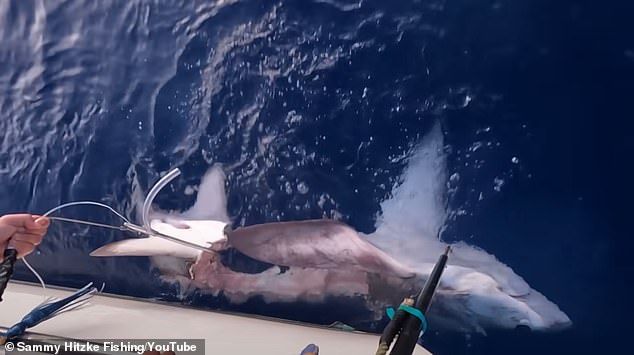 Huge shark is pulled out of the ocean by fisherman in Queensland with half its body missing