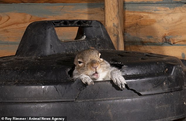 Squirrel sneaks into bin and eats so many nuts it struggles to squeeze out again