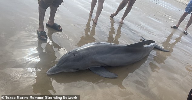 Sick dolphin that washed ashore in Texas dies after beachgoers tried to RIDE it