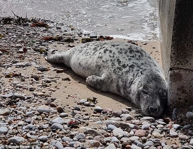 Over-friendly seal sent to rehab to wean her off human contact