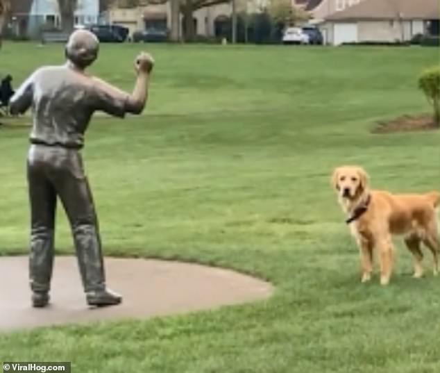 Daisy the Labrador is baffled when statue of dogwalker won’t play ‘fetch’ with her