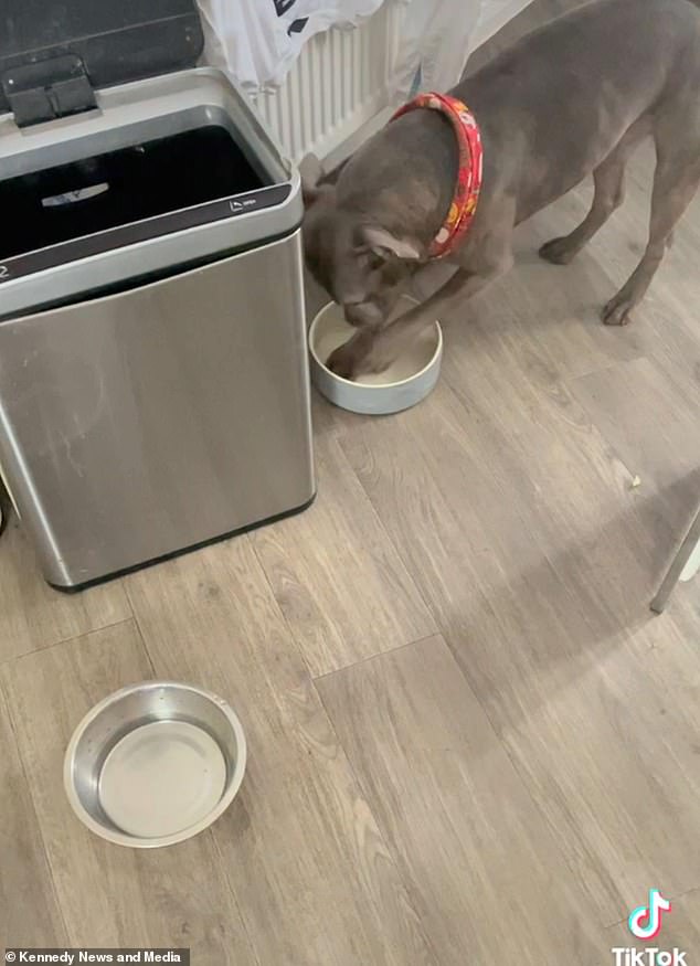 My stomach’s growling! ‘Diva dog’ Alfie paws his bowl dramatically when his dinner is late [Video]