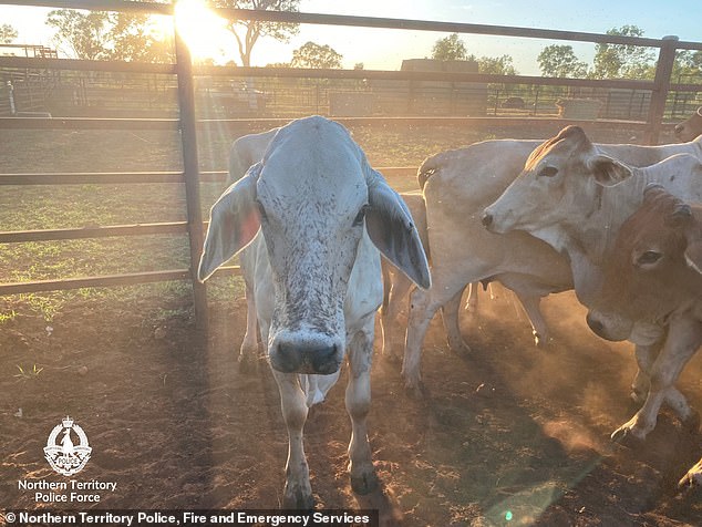 Cattle rustler almost pulls off a $1.5m livestock heist in NT