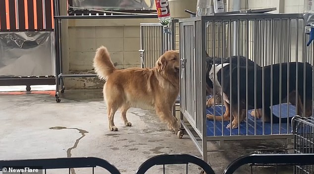 Jailbreak! Moment clever golden retriever unlocks cage to let his friends out to play [Video]