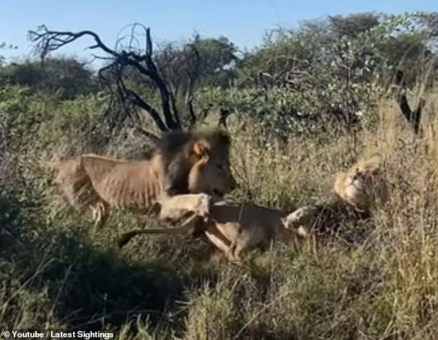 Moment lion pounces on sleeping rival and gets a ferocious reaction [Video]