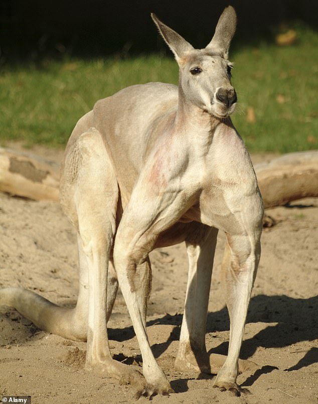 Woman is attacked by a kangaroo at Arundel Hills Country Club on the Gold Coast 1