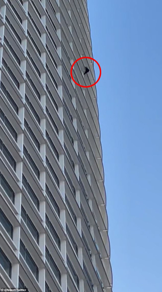 Anti-abortion activist spotted CLIMBING up the Salesforce Tower in San Francisco without a harness