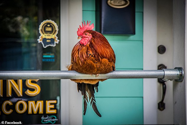 City of 18,000 mourns celebrity rooster with tributes after he was killed by corrections officer