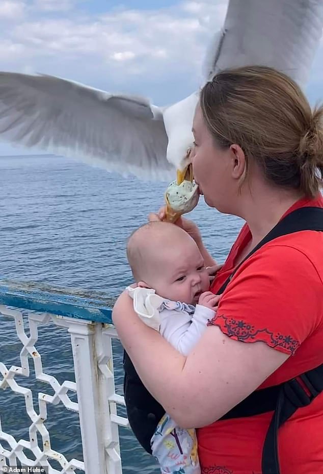Amazing image shows seagull helping itself to mother’s ICE CREAM as she cradles baby on pier 