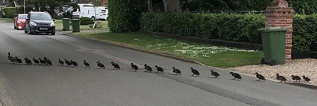 Amazing image shows parade of ducklings led by proud mother as they waddle over highway 