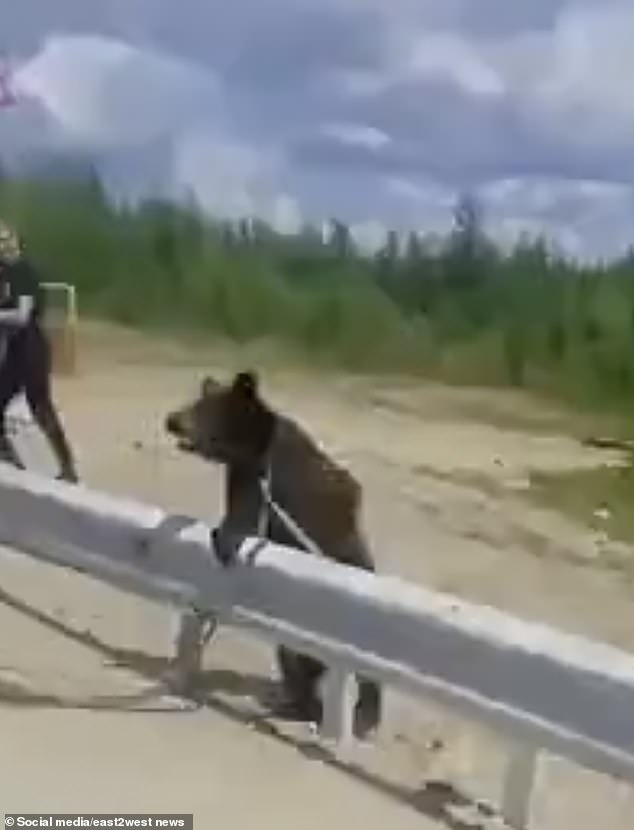 Moment passing drivers rescued wild brown bear cub that had petrol can stuck on its head in Siberia