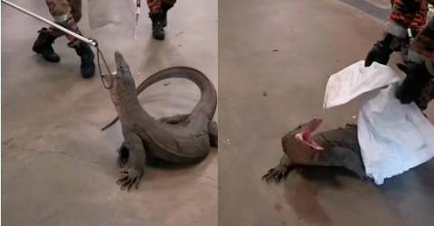Reptile found wandering around in supermarket’s parking lot