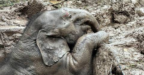 Thai elephant and baby saved in dramatic rescue from manhole