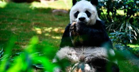 World’s oldest known male giant panda, An An, dies at 35