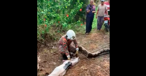 Python captured after swallowing adult goat